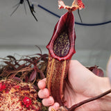 Nepenthes maxima