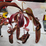 Nepenthes maxima