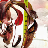 Nepenthes maxima