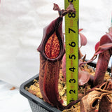 Nepenthes maxima