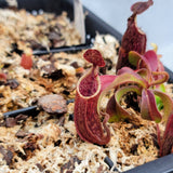 Nepenthes maxima