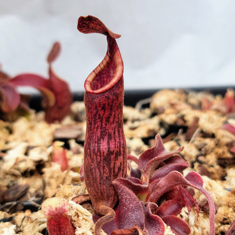 Nepenthes maxima