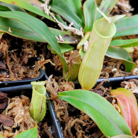 Nepenthes merrilliana