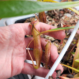 Nepenthes micramphora