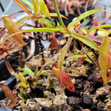 Nepenthes micramphora