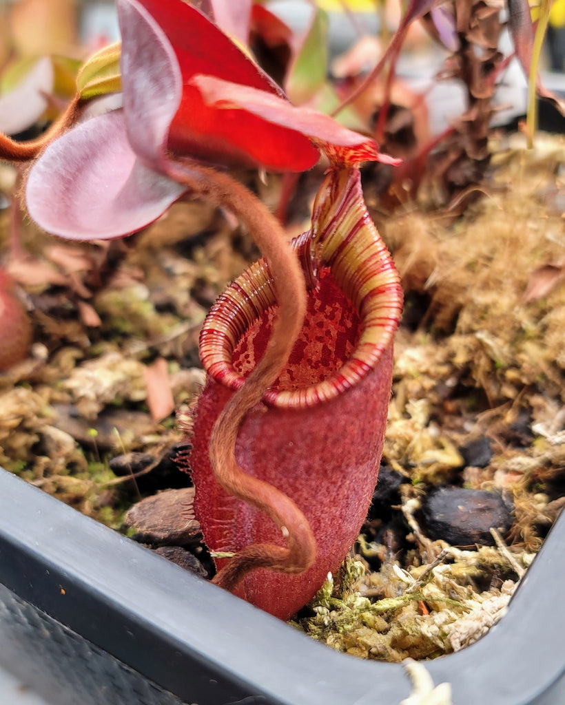 Nepenthes palawanensis – Evo Carnivorous Plant Labs