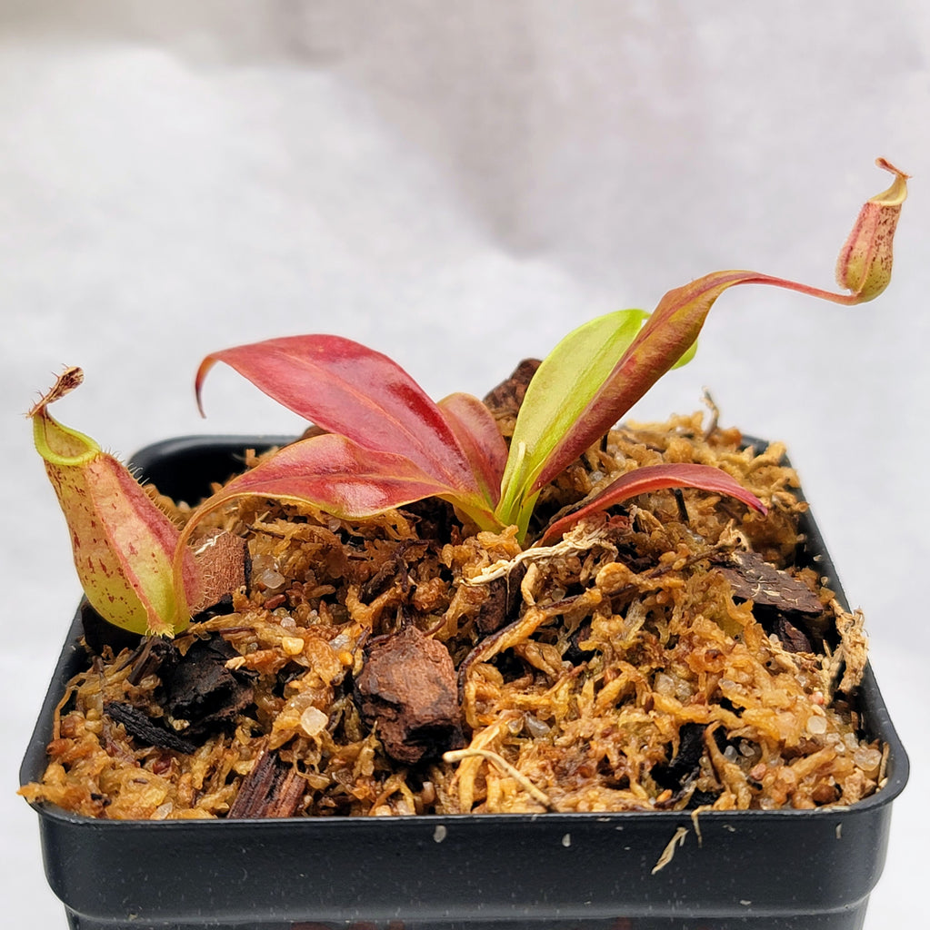 Nepenthes rafflesiana 2