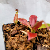 Nepenthes rafflesiana 2