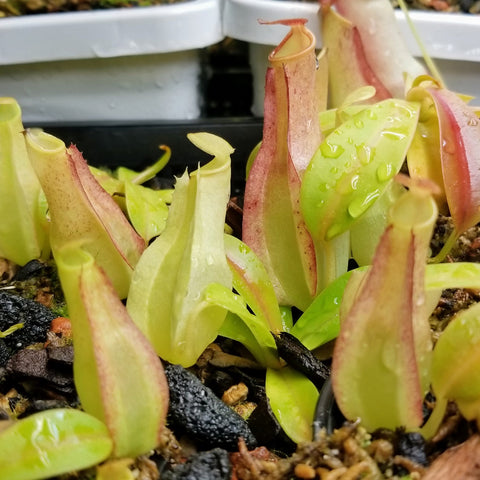 Nepenthes reinwardtiana