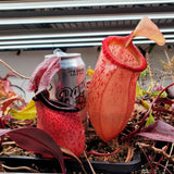 Nepenthes sibuyanensis