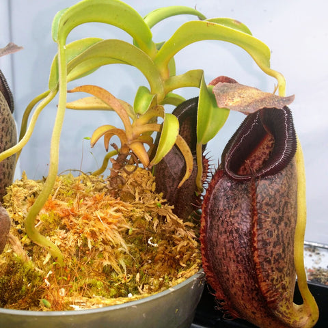 Nepenthes spathulata x aristolochioides