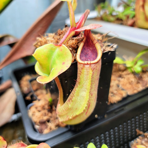 Nepenthes truncata