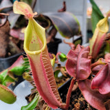 Nepenthes veitchii 3