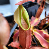 Nepenthes veitchii 3