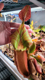 Nepenthes veitchii 4