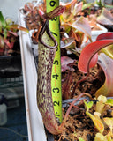 Nepenthes vogelii