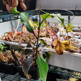 Nepenthes vogelii