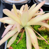 Pinguicula 'Aphrodite'