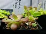 Pinguicula agnata 'El Lobo'