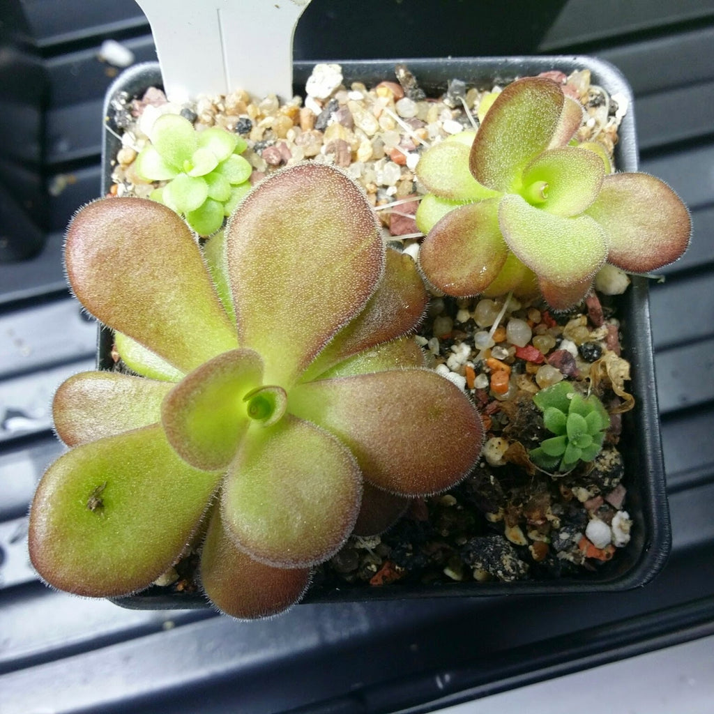 Pinguicula agnata 'El Lobo'