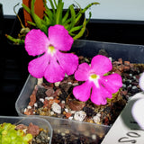 Pinguicula colimensis