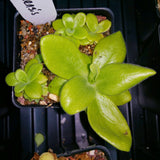 Pinguicula colimensis