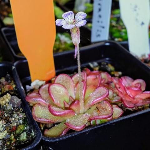 Pinguicula kondoi 2