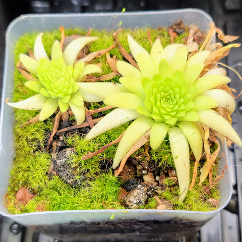 Pinguicula mirandae x moctezumae