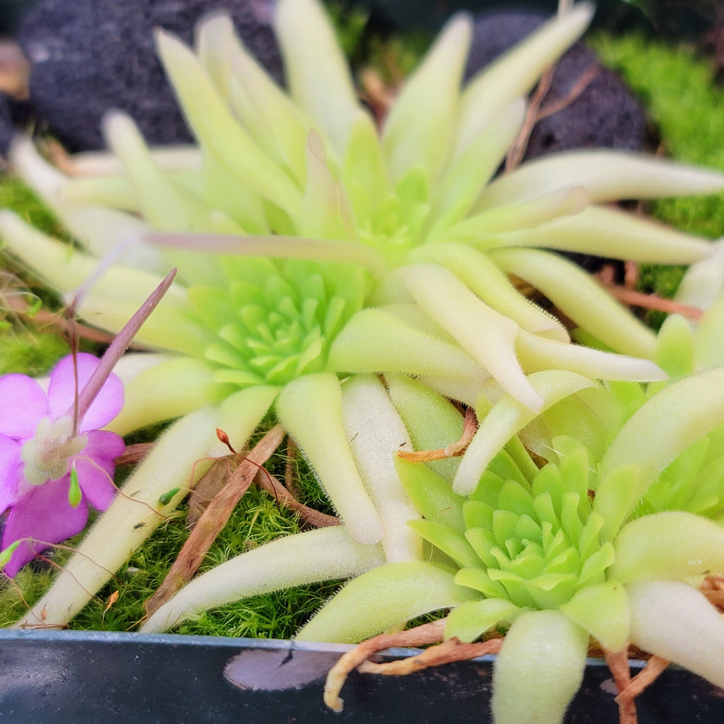 Pinguicula moctezumae x mirandae