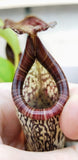 Nepenthes vogelii