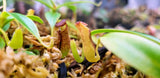 Nepenthes micramphora