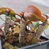 Nepenthes vogelii