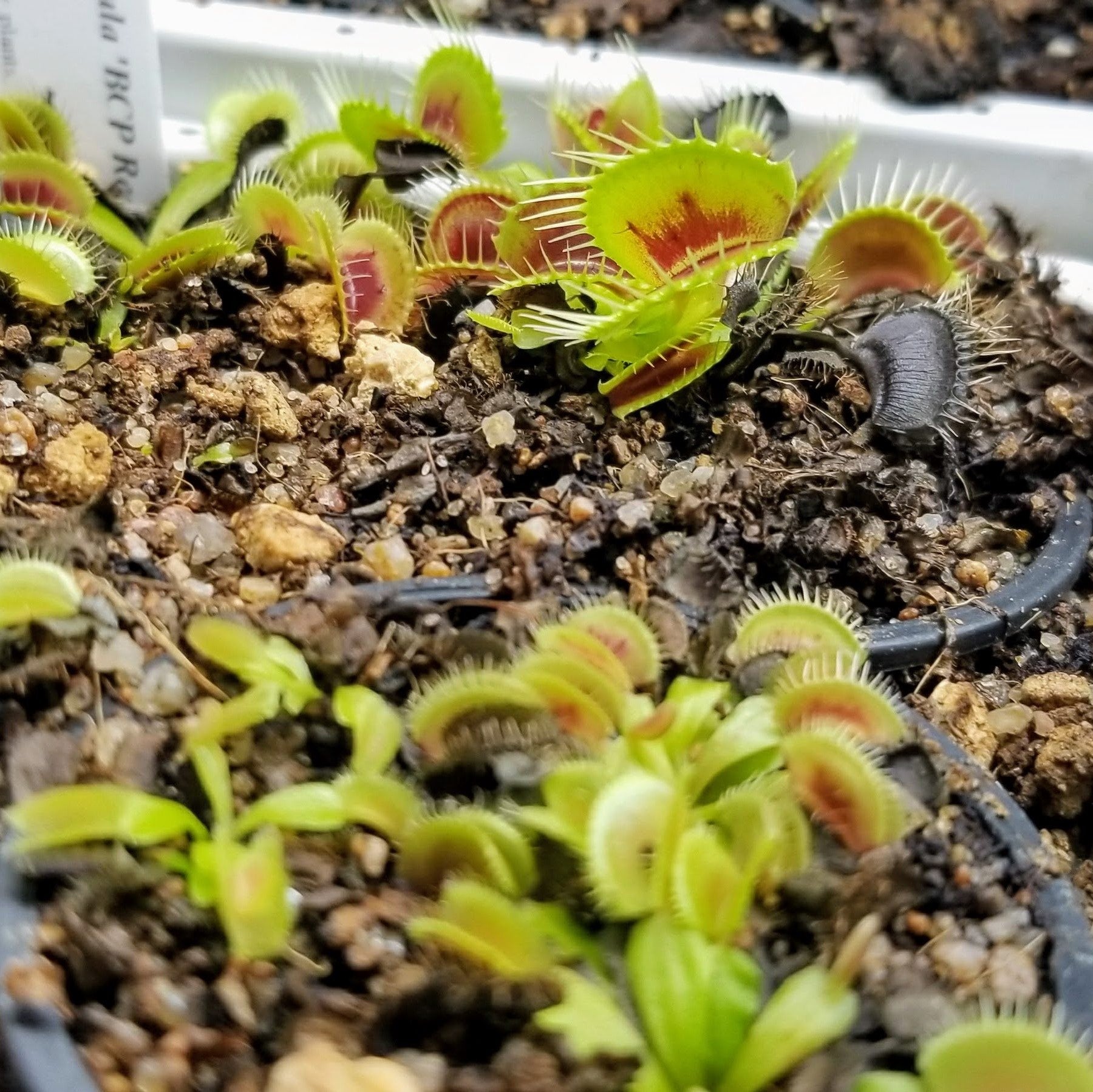 Dionaea 'red Bull Bcp' – Evo Carnivorous Plant Labs