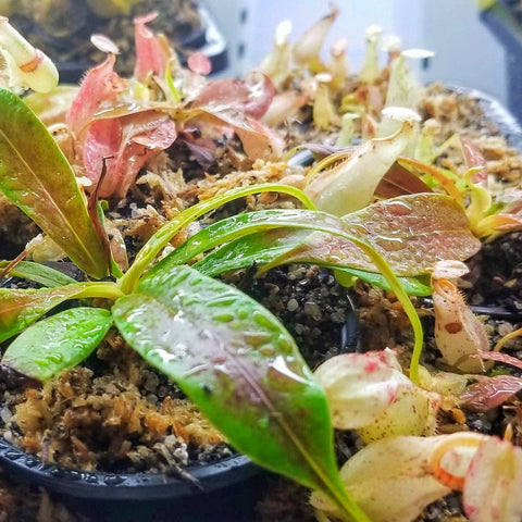 Nepenthes rafflesiana