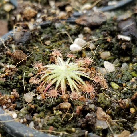 Drosera broomensis