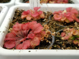 Drosera falconeri