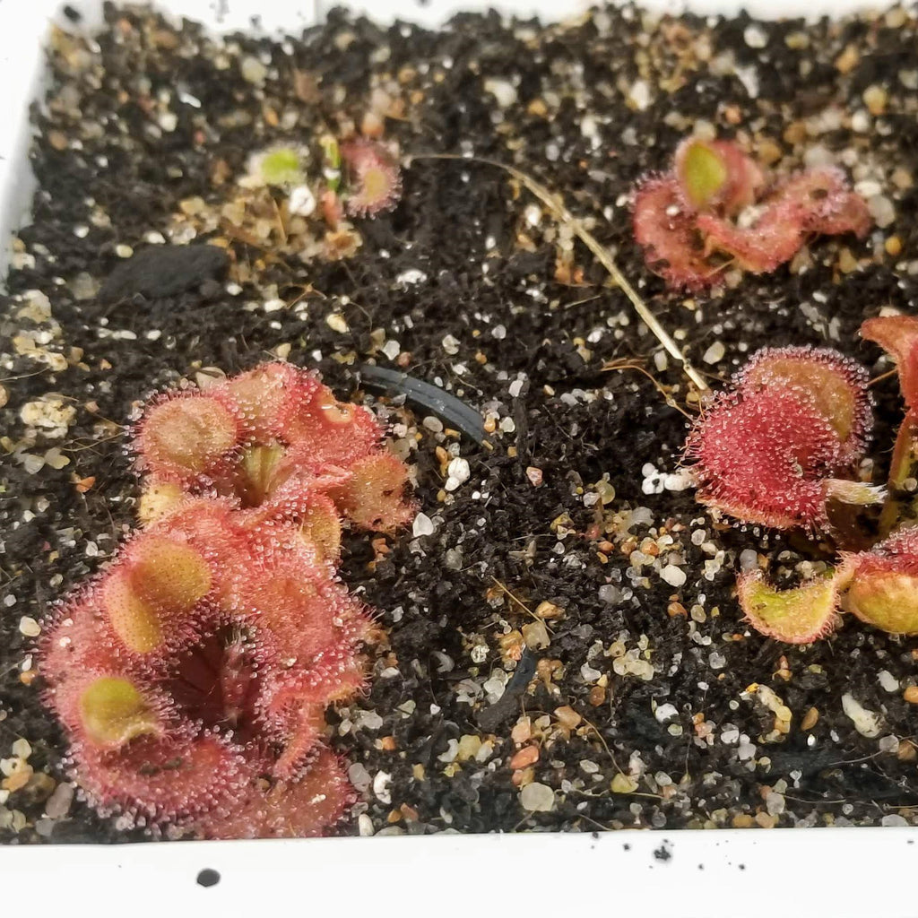 Drosera falconeri