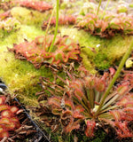 Drosera kenneallyi