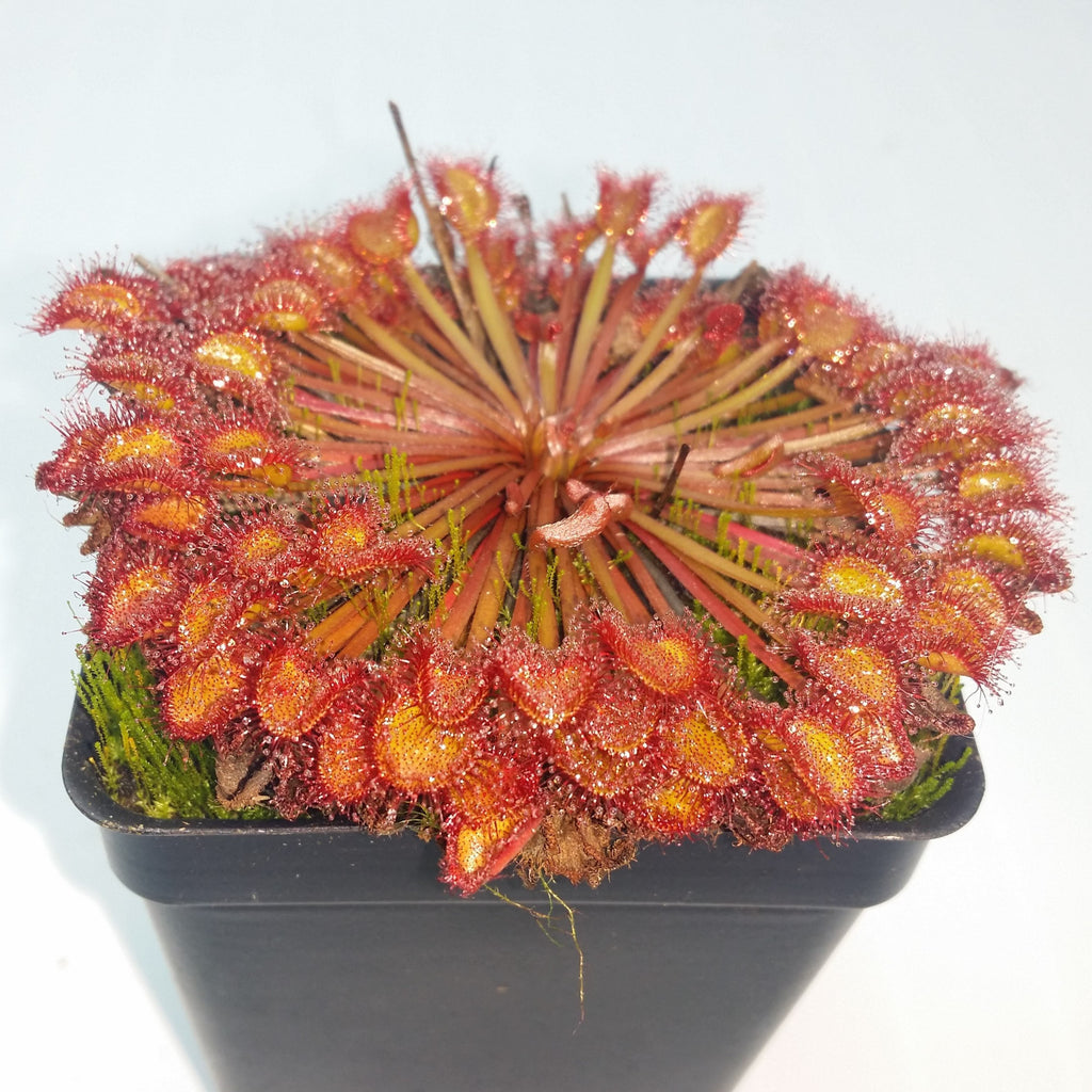 Drosera kenneallyi