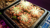 Drosera ordensis