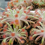 Drosera ordensis